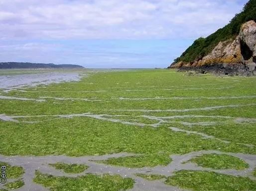 Algues vertes : quelles sont les baies les plus touchées cette année en  Bretagne ?